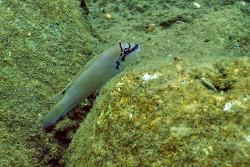 C. brichardi