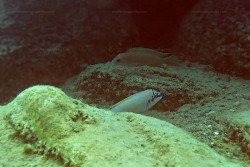 C. brichardi