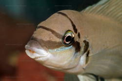 Chalinochromis brichardi