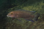 Chalinochromis cyanophleps