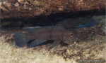 Chalinochromis cyanophleps