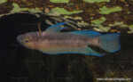 Chalinochromis cyanophleps