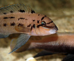Ch. sp. ndobhoi