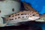 Ch. sp. ndobhoi