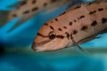 Chalinochromis sp. ndobhoi