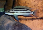 Chalinochromis popelini
