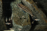 Ch. popelini