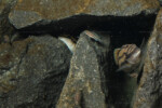 Ch. popelini