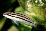 Chalinochromis popelini