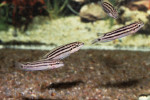 Chalinochromis popelini