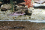 Chalinochromis popelini