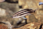 Chalinochromis popelini