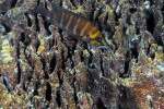 A. compressiceps femelle &agrave; Mtosi gardans ses oeufs.