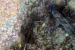A. compressiceps