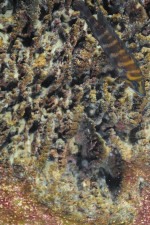 A. compressiceps