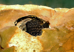 A. sp. compressiceps de Pemba.