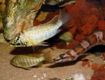 S. horei