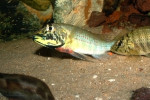 S. horei