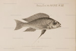 Cunningtonia longiventralis