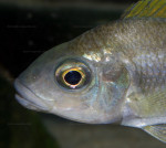 Cunningtonia longiventralis