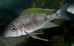 Cunningtonia longiventralis