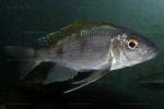 Cunningtonia longiventralis