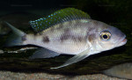 Cunningtonia longiventralis
