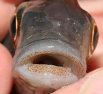Cunningtonia longiventralis