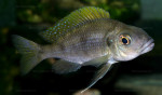 Cunningtonia longiventralis
