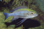 Cunningtonia longiventralis