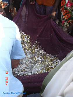 B. microlepis