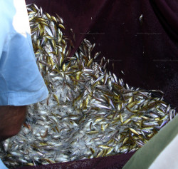 D&eacute;tail senne Boulengerochromis