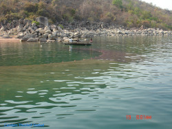 Fishing Boulengerochromis