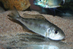 Cyathopharynx furcifer