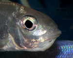 Cy. foae