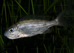 Cy. foae