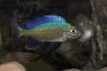 Cy. foae