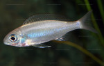 Cy. foae