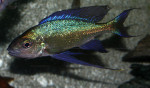 Cy. foae