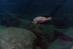Cyathopharynx foae