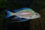 Cy. foae