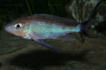 Cyathopharynx furcifer