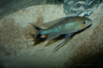 Cyathopharynx furcifer