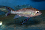 Cyathopharynx furcifer