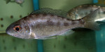 Cyathopharynx furcifer