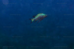 Cyathopharynx foae
