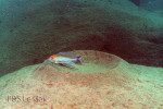 Cyathopharynx furcifer