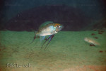 Cyathopharynx furcifer