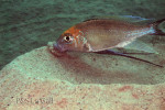 Cyathopharynx furcifer