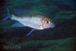 Cyathopharynx furcifer